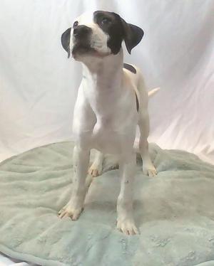 Piglet, Mixed Breed, young, available for adoption