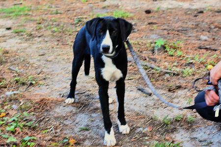 Doug, Mixed Breed, young, available for adoption