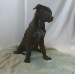 Kanga, Mixed Breed, young, available for adoption