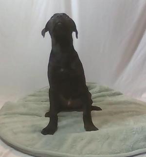 Pooh, Mixed Breed, young, available for adoption