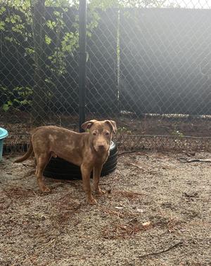 Andy, Mixed Breed, puppy, available for adoption