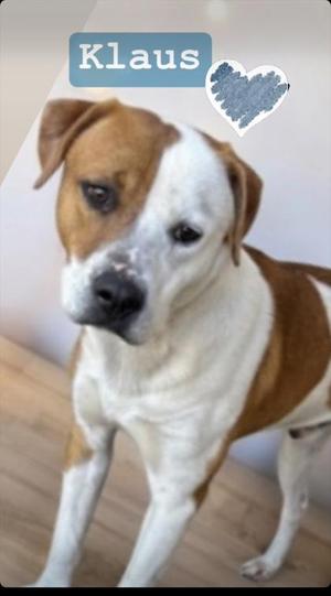 Klaus, Mixed Breed, young, available for adoption