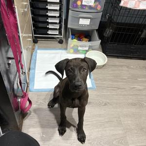 Gouda, Mixed Breed, puppy, available for adoption
