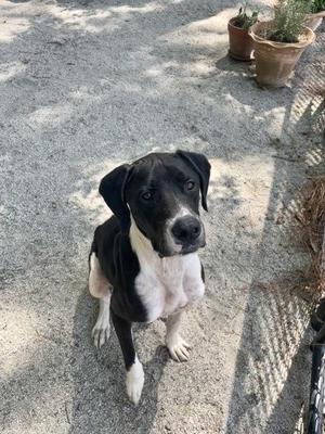 Marley, Mixed Breed, adult, available for adoption