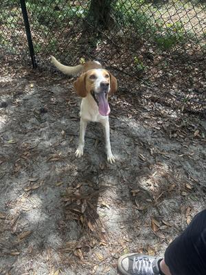 Homer, Hound, young, available for adoption