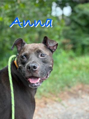 Anna, Mixed Breed, young, available for adoption
