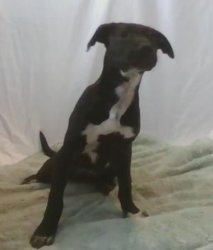 Robin, Mixed Breed, young, available for adoption