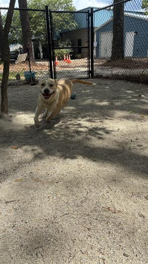 Gwen, Mixed Breed, young, available for adoption