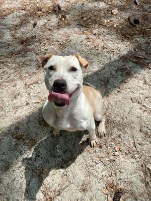 Alabama, Mixed Breed, adult, available for adoption