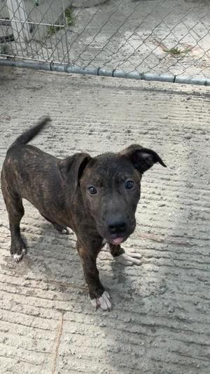Bingo, Mixed Breed, puppy, available for adoption