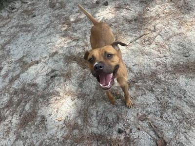 Judsen, Mixed Breed, young, available for adoption