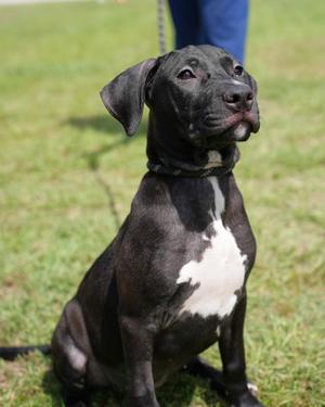 Eunice, Mixed Breed, puppy, available for adoption