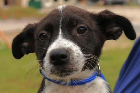 Maya, Australian Cattle Dog / Blue Heeler / Mixed Breed, puppy, available for adoption