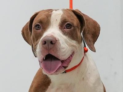 A brown and white dog with floppy ears and a red collar, looking directly at the camera with its tongue out.