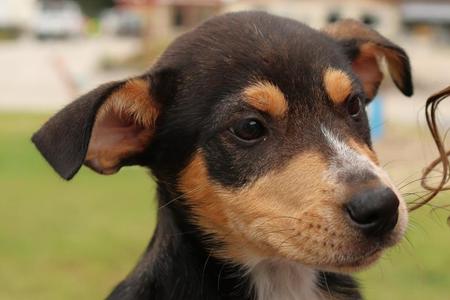 Mia, Australian Cattle Dog / Blue Heeler / Mixed Breed, puppy, available for adoption