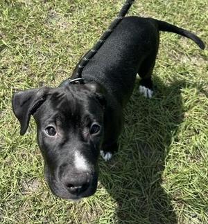 Earl, Mixed Breed, puppy, available for adoption