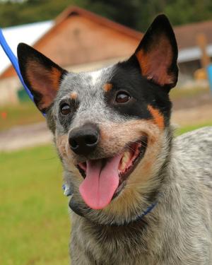 Misty, Australian Cattle Dog / Blue Heeler, adult, available for adoption