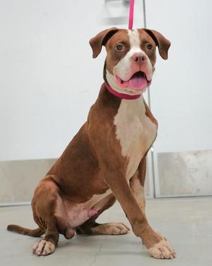 A brown and white dog with a pink collar sitting on a concrete floor.