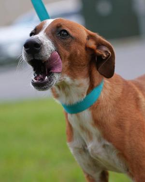 Holmes, Terrier, young, available for adoption