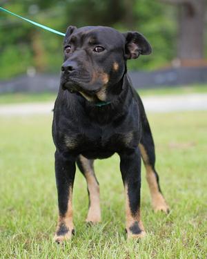 Watson, Terrier, young, available for adoption