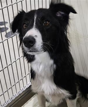 *ANNA, Border Collie, adult, available for adoption