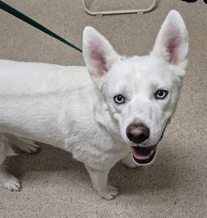 *ARYA, Husky, adult, available for adoption