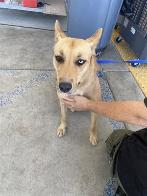 A light brown dog with blue eyes is being petted by a person's hand. The dog is on a leash and standing on a concrete floor.