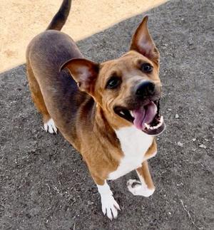 *ELVIRA, Staffordshire Bull Terrier, adult, available for adoption