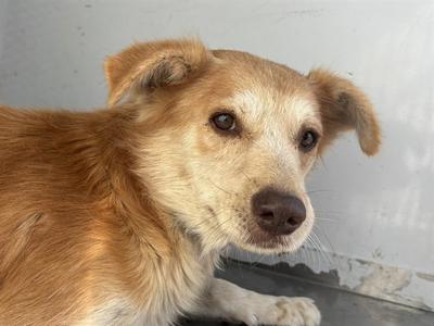 *BOO, Queensland Heeler, adult, available for adoption