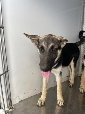 *BLOSSOM, German Shepherd Dog, puppy, available for adoption