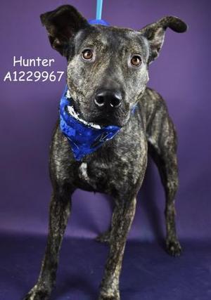 *HUNTER, Pit Bull Terrier, adult, available for adoption