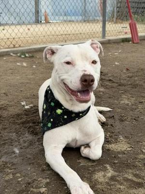 *BOY, Pit Bull Terrier, adult, available for adoption