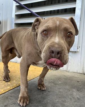 *HUGO, Pit Bull Terrier, senior, available for adoption