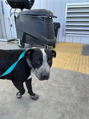 *COSMO, Pit Bull Terrier / Queensland Heeler, adult, available for adoption
