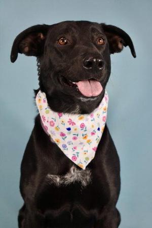 *DARLENE, Labrador Retriever, adult, available for adoption