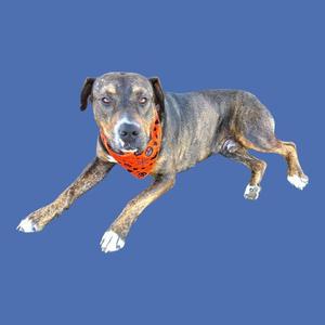 A dog with a brindle coat and white paws, wearing an orange bandana, appears to be jumping or running against a blue background.