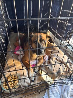 *HOUSTON, Pit Bull Terrier, adult, available for adoption