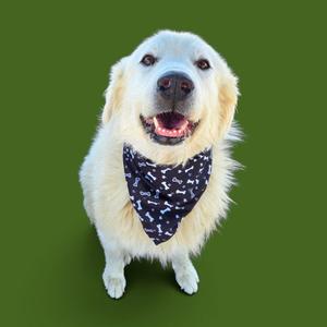 *BENNINGTON, Great Pyrenees, adult, available for adoption
