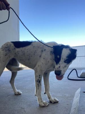 *AMARA, Collie, adult, available for adoption