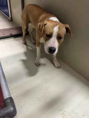 *AARON RODGERS, Pit Bull Terrier, adult, available for adoption