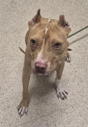 *CHERRIE, Pit Bull Terrier, young, available for adoption