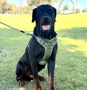 *BASIL, Rottweiler, adult, available for adoption