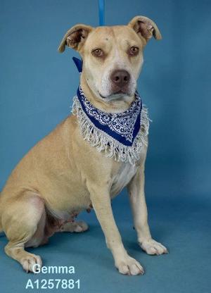 *GEMMA, Pit Bull Terrier, adult, available for adoption