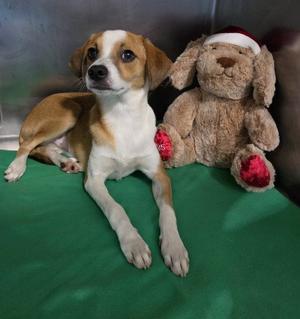 *AUTUMM, Chihuahua, young, available for adoption