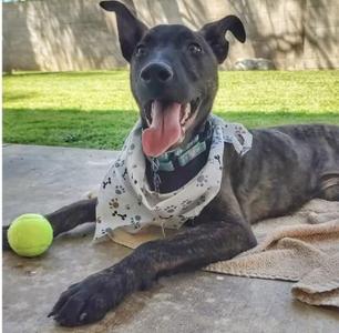 *FEZZIK, Belgian Shepherd Malinois, young, available for adoption