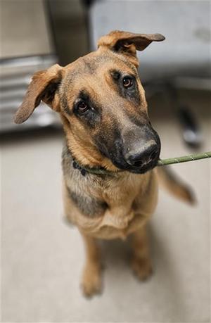 *AYLA, German Shepherd Dog, young, available for adoption