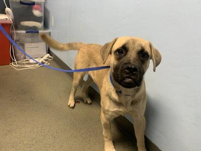 *EVANESCENCE, Staffordshire Bull Terrier, young, available for adoption