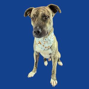 A brown and white dog with a patterned bandana sitting on a blue background.