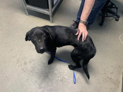 *AUBREY, Labrador Retriever, young, available for adoption