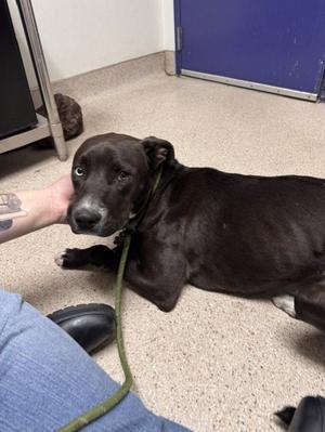 *APOLLO, Pit Bull Terrier, young, available for adoption